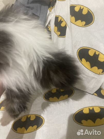 Котята мейн-кун смесь с курильский бобтейл