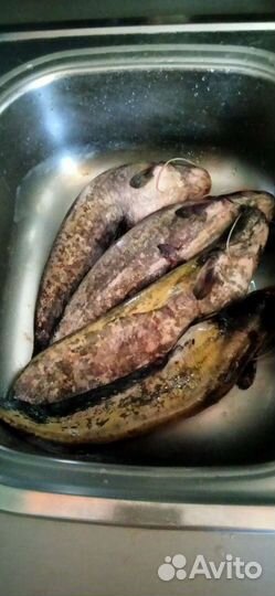 Рыба(сом)