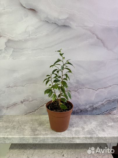 Фикус Бенджамина