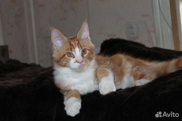 Чистокровные Котята Мейн кун