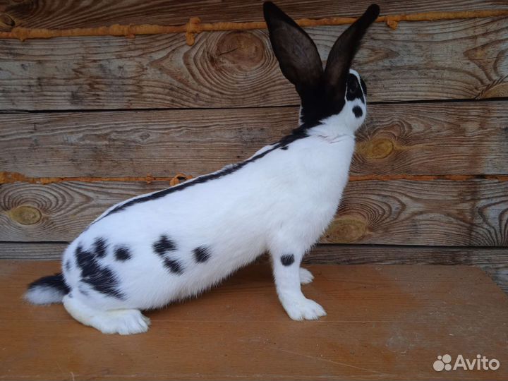 Кролики немецкий пестрый 