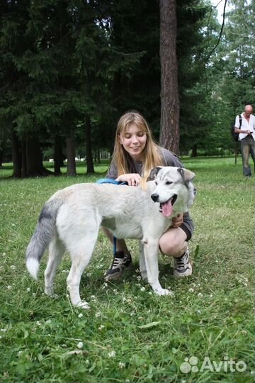 Подросток собака в добрые руки