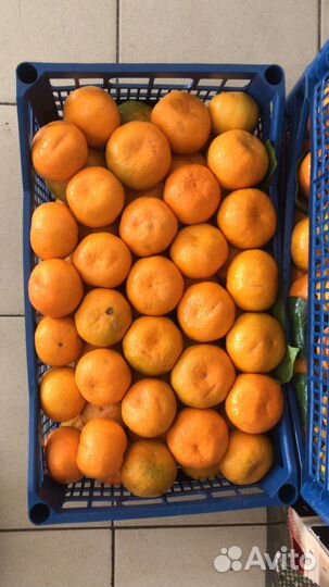 Оптовая продажа фруктов и овощей