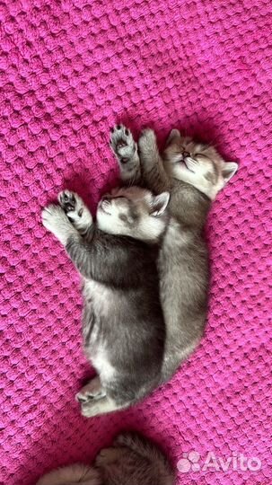 Котята