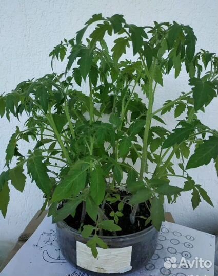 Рассада помидор