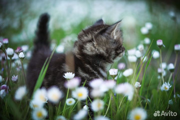 Сибирские котята