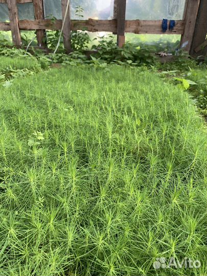 Сеянцы сосны обыкновенной