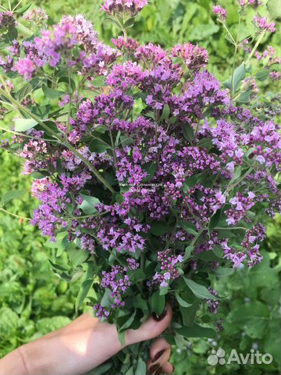 Иван-чай цельнолистовой от 300 грамм