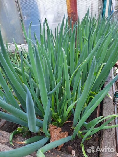 Органические удобрения