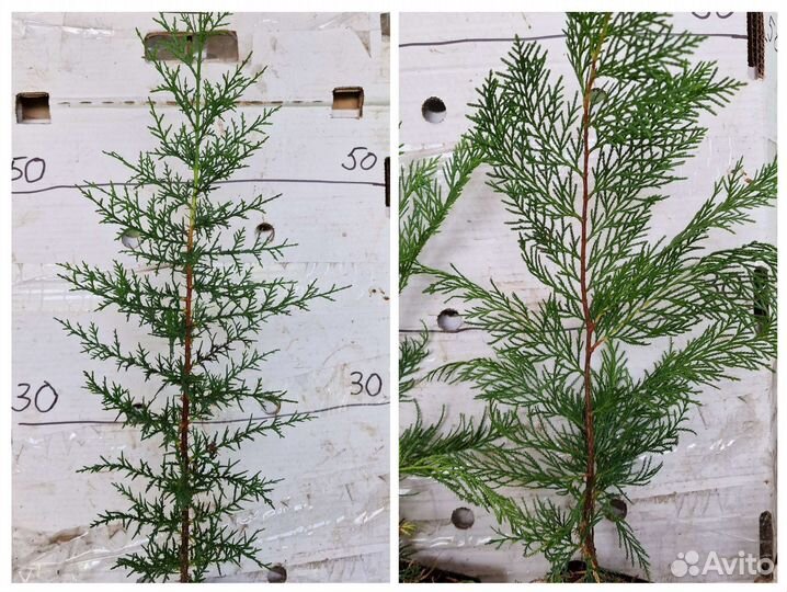Кипарисовик лейланда купрессоципарис, кипарис,кедр
