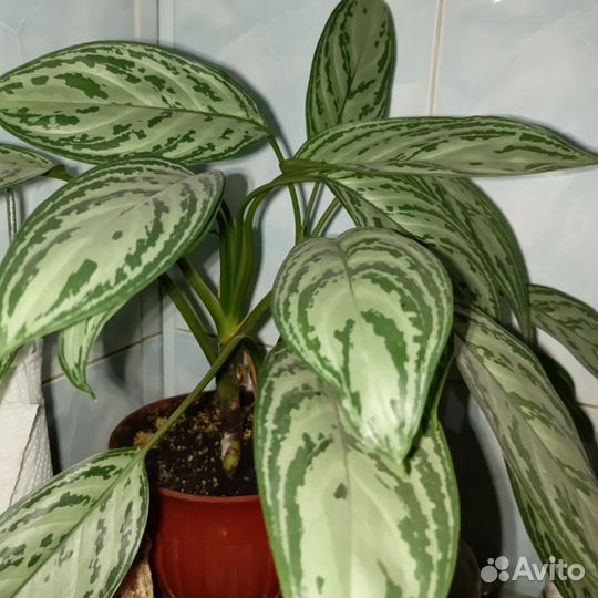 Комнатные цветы,Педилантус, аглонема и др