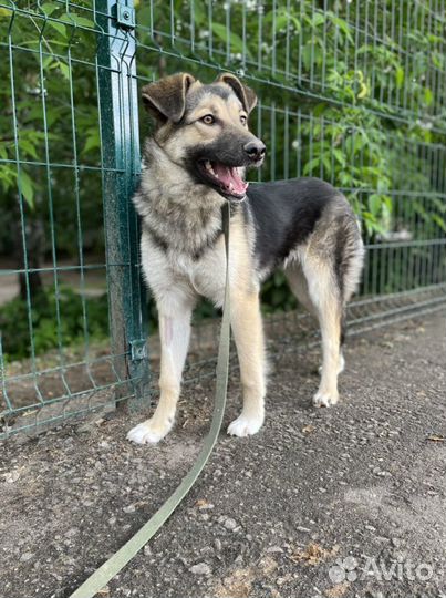 Камилла робкая и нежная собака из приюта