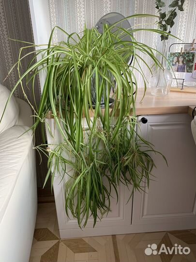 Хлорофитум