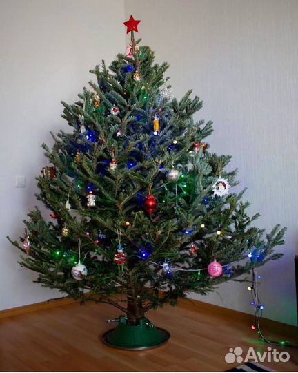 Пихта Фразера из Шотландии