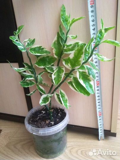 Педилантус