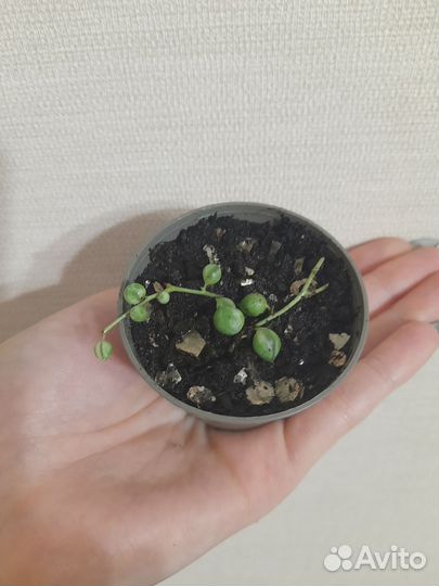 Крестовник роули вариегатный