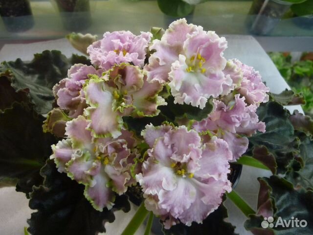 Фиалки, стрептокарпусы.ахименесы и др