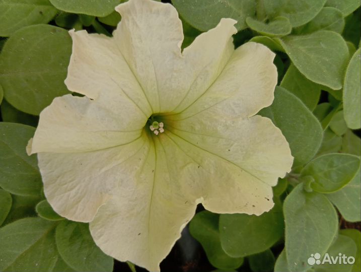 Петуния кустовая крупноцветковая