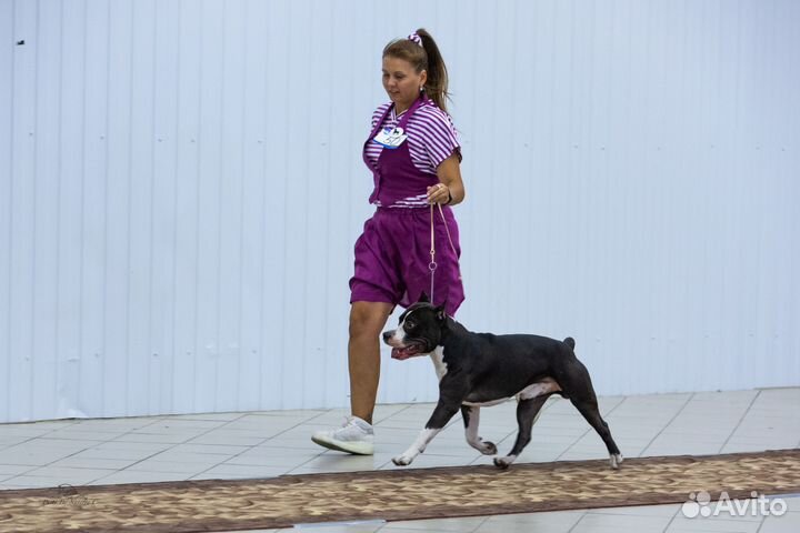 Вязка Стаффордширский терьер