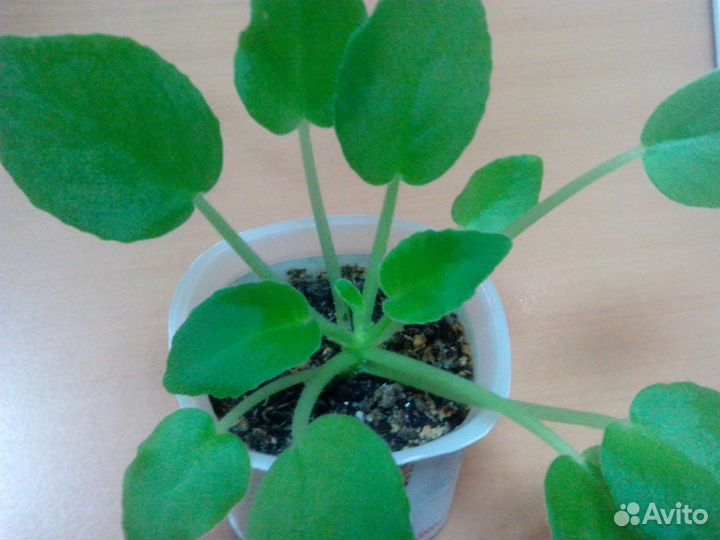 Детки фиалочек