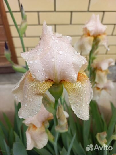 Ирисы бородатые сортовые