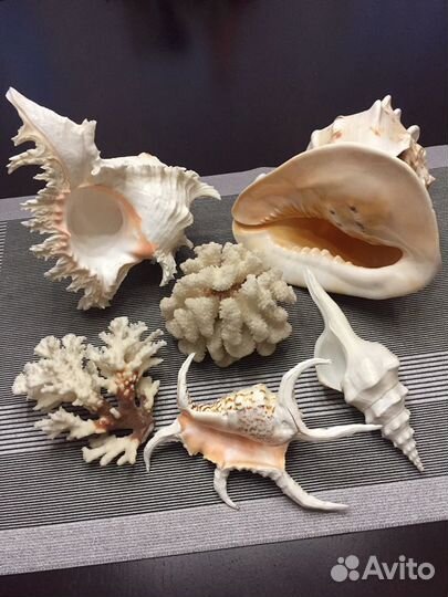 Морские раковины