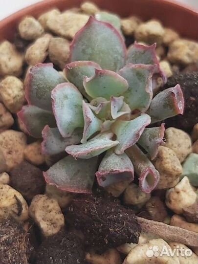 Суккуленты