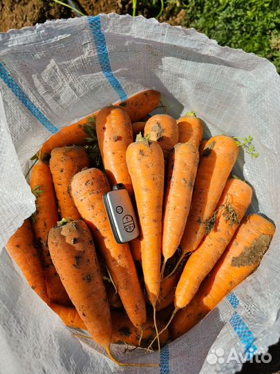 Морковь 1 сорта