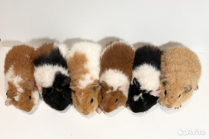 Морская свинка американский Тедди