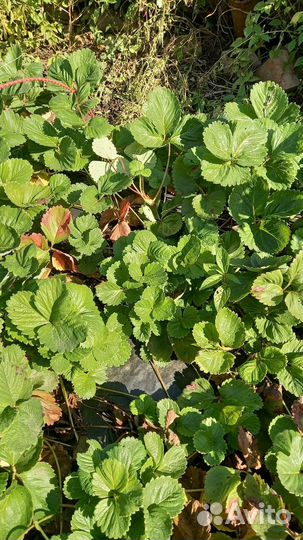 Усы Клубники ремонтантной