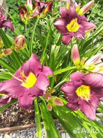 Лилейники сортовые