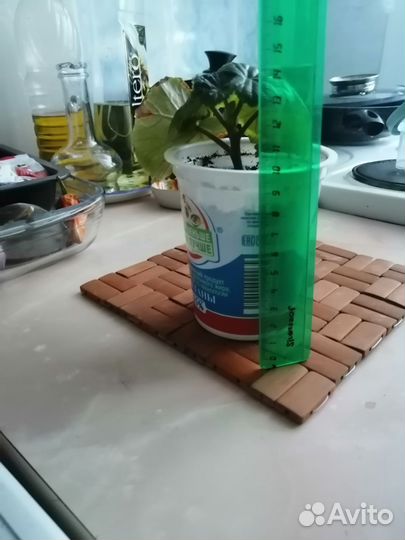 Бегония элатиор