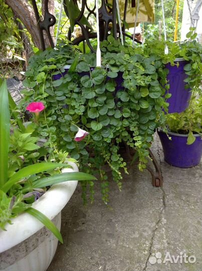 Хризантема, почвопокровники,ромашка садовая