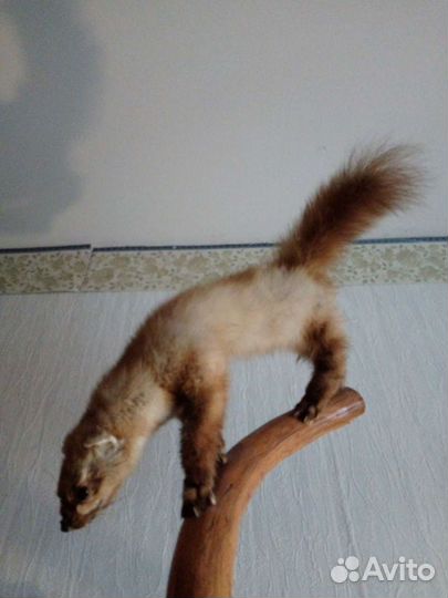 Чучело куницы