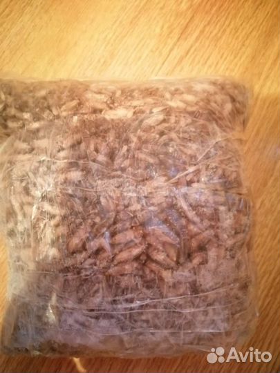 Замороженные сверчки