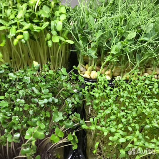 Микрозелень/ Проростки