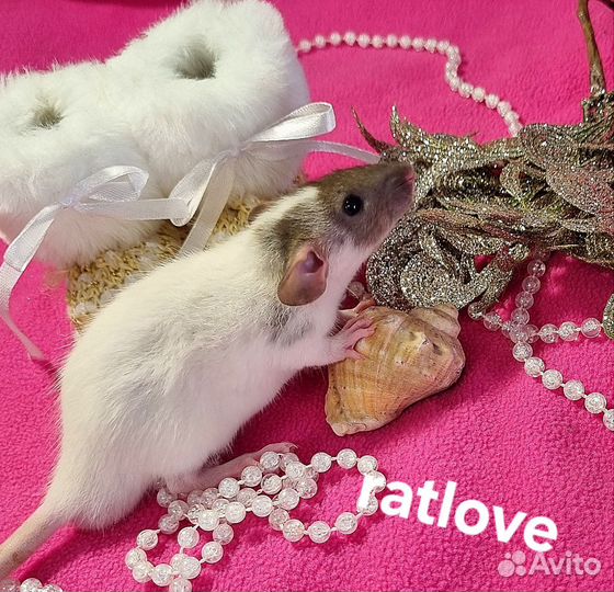 Крысята домашнего разведения от ratlove