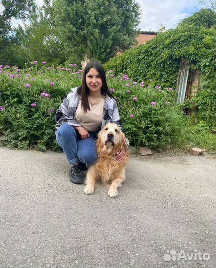 Дрессировка собак кинолог