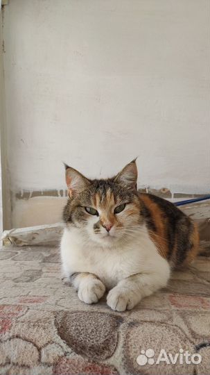 Кошки в добрые руки бесплатно