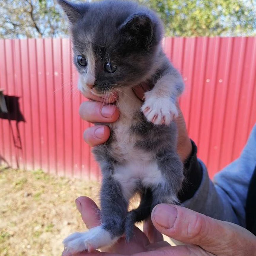 Котята в добрые руки 1 месяц