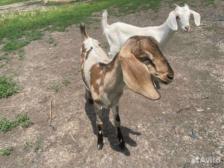 Коза нубийская