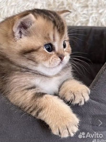 Шотландские котята