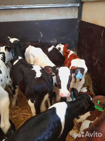 Телята с бесплатной доставкой