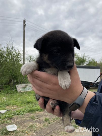 Щенки лайки в дар