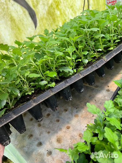 Рассада хризантемы мультифлора