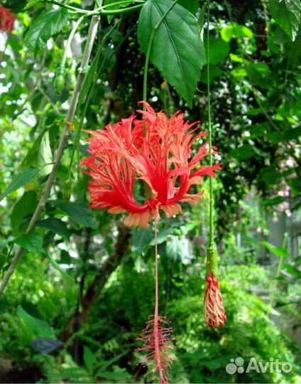 Гибискус шизопеталус