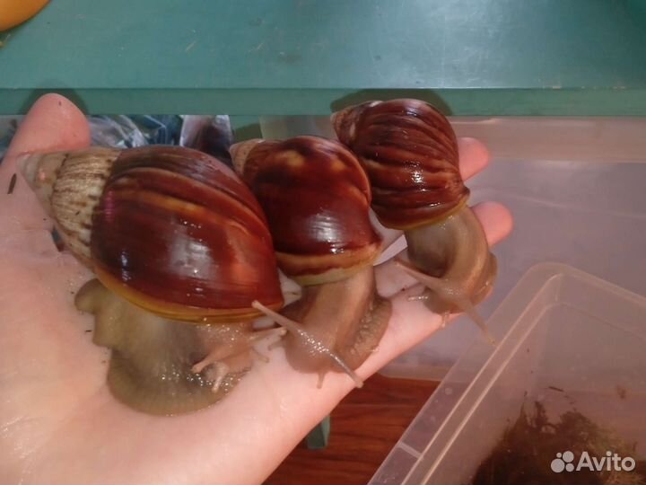 Улитки ахатины альбино