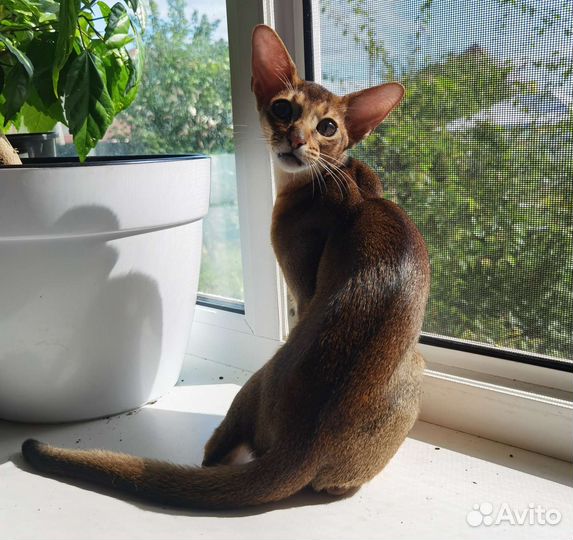 Абиссинский мальчик