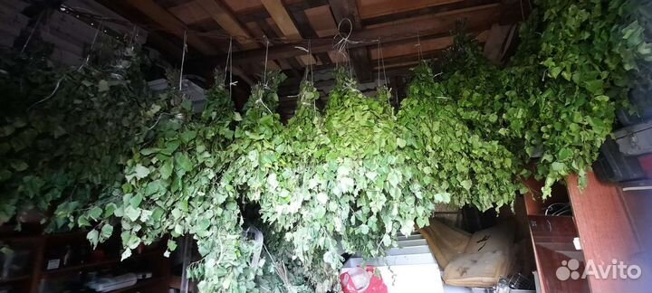 Веники для бани(свежие, замороженные)