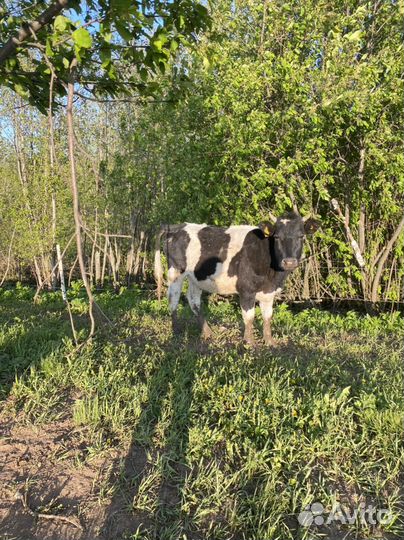 Телята, телка